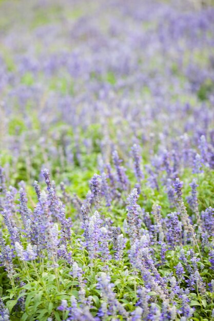 Fleur bleue dans le jardin