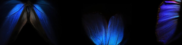 Une fleur bleue dans le noir