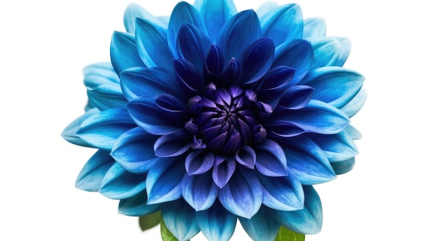 Fleur bleue sur fond blanc