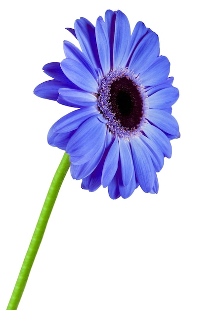 Photo fleur bleue gerbera isolée sur blanc