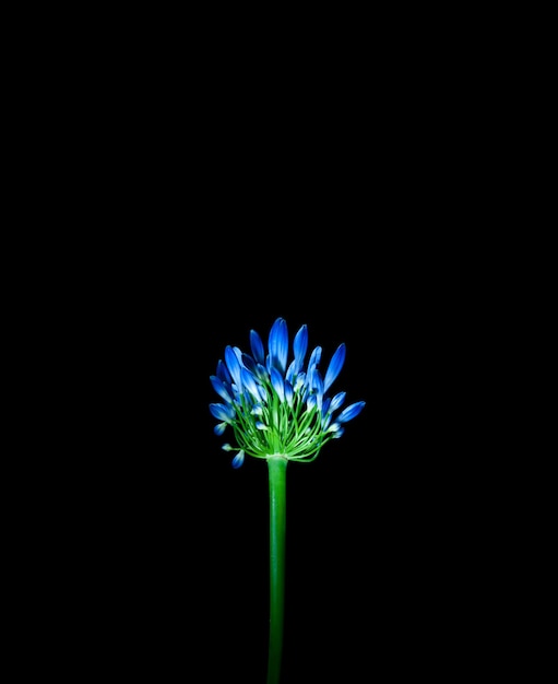 Une fleur bleue en gros plan sur fond noir