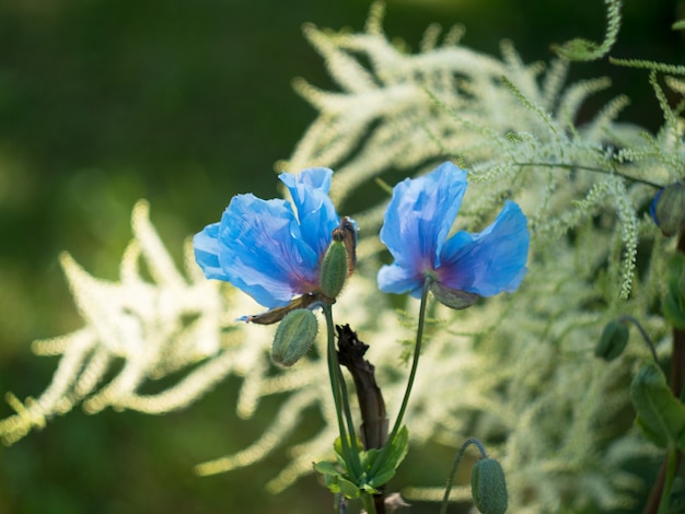 Fleur bleue de Meconopsis Bailey, Papaveraceae. Bourgeon de papaver.