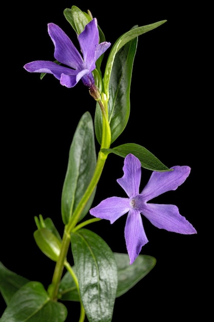 Fleur bleue de pervenche lat Vinca isolé sur fond noir