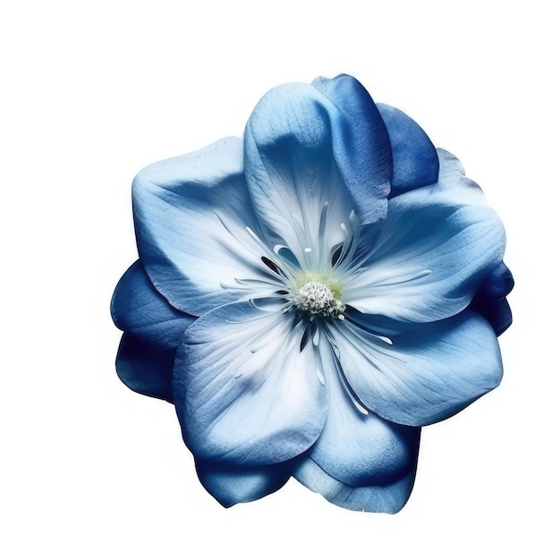 Une fleur bleue avec des pétales blancs et un centre vert.