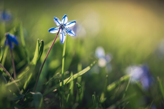 Fleur bleue printanière de scille de Sibérie à l'extérieur