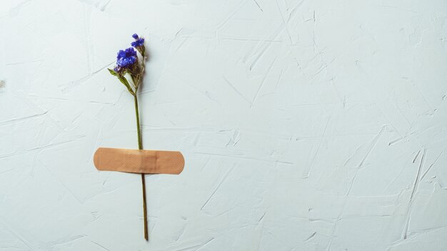 Fleur bleue sèche collée avec un patch sur une surface en béton blanc, espace de copie