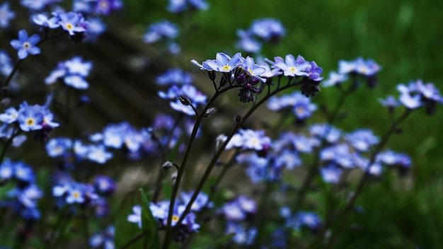 une fleur bleue avec une tache jaune au centre.