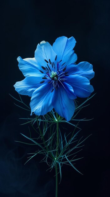 Une fleur bleue vibrante sur un fond sombre