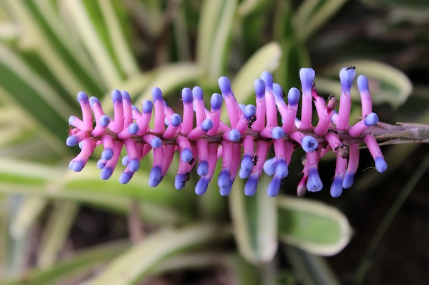 Photo fleur bleue et violette exotique