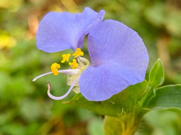 Une fleur bleue