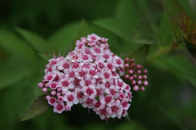 Fleur bleue