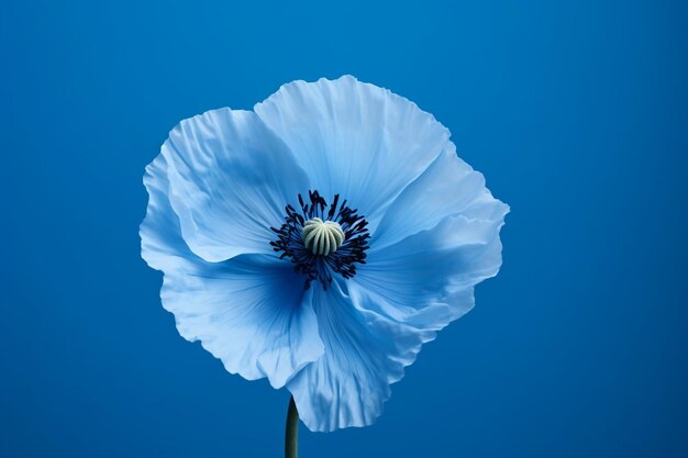 une fleur bleue