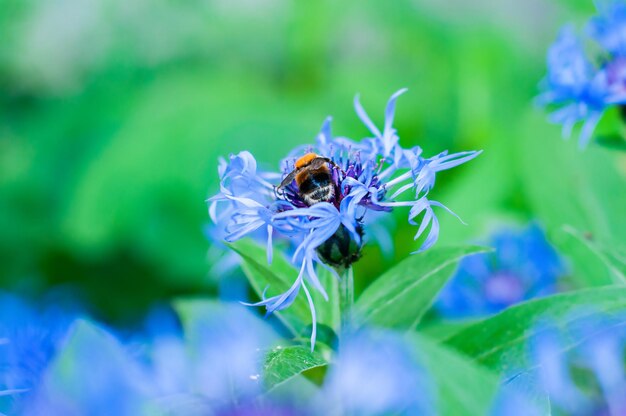 Fleur de bleuet sur fond vert avec gros plan d'insectes