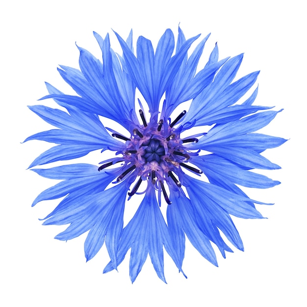 Fleur de bleuet isolé sur une surface blanche avec un tracé de détourage