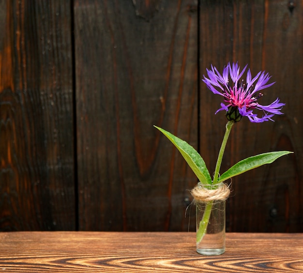 La fleur de bleuet se tient dans un petit flacon en verre sur un fond en bois foncé