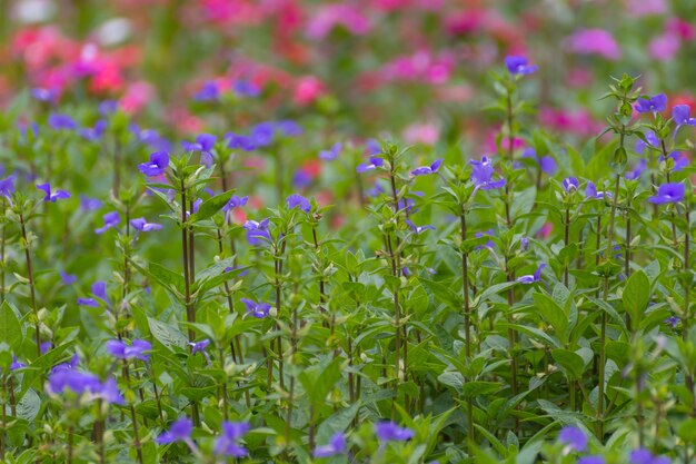 Fleur (Blue Hawaii, Scrophulariacea) bleu, couleur pourpre