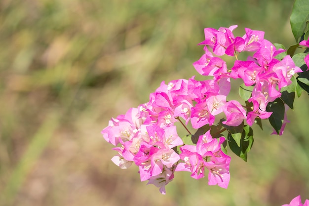 Fleur de bougainvillier avec un arrière-plan flou.