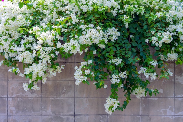 Fleur de bougainvillier blanc sur le mur