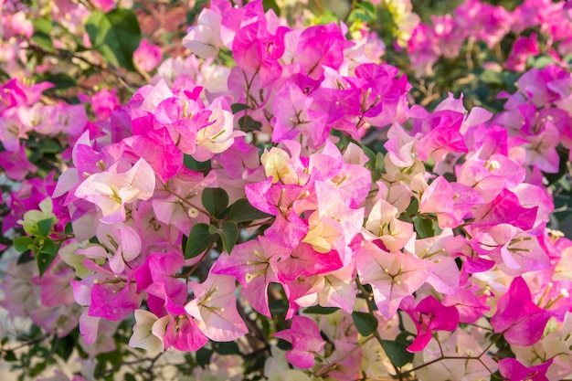 Fleur de bougainvillier coloré