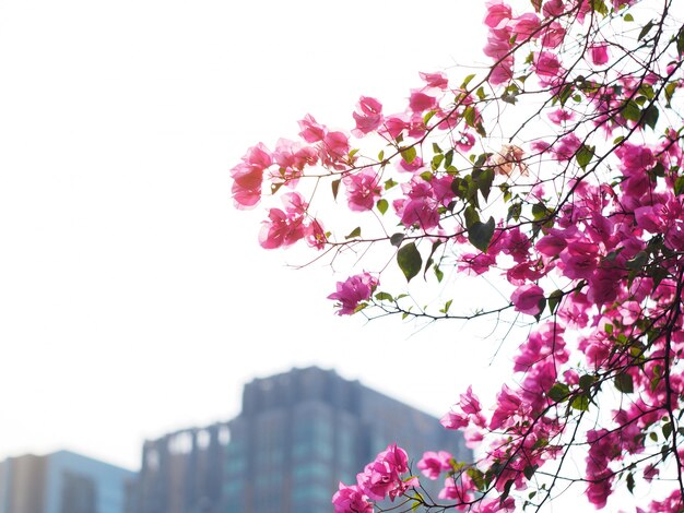 Fleur de bougainvillier sur flou