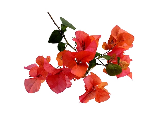 Fleur de bougainvillier isolé sur fond blanc