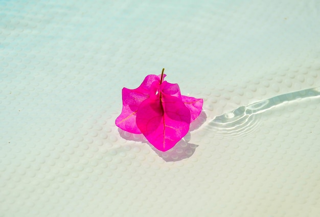 Fleur de bougainvillier pourpre à la surface de la piscine