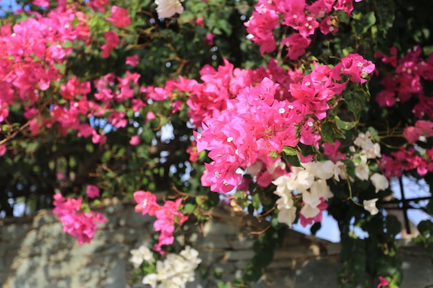 Fleur de bougainvillier rose en Grèce