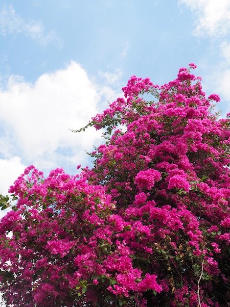 Fleur de bougainvillier rose