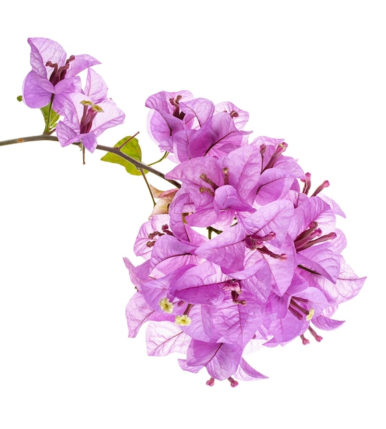 Fleur de bougainvilliers Paperflower Fleur de bougainvilliers violet isolée sur fond blanc