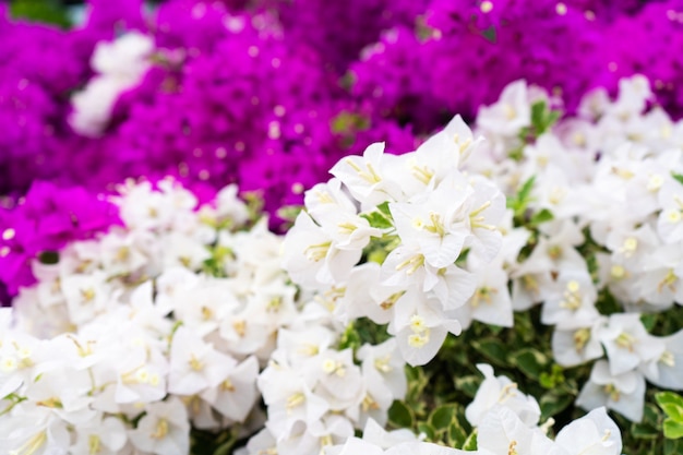 Fleur de bougainvilliers violets. Couleur saturée lumineuse.