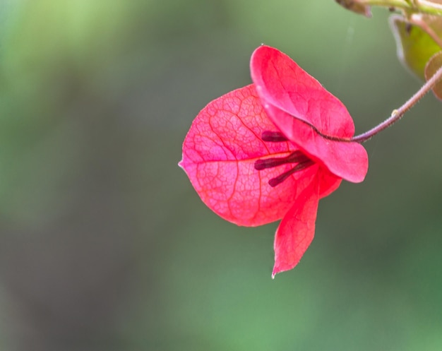 fleur de bouganville