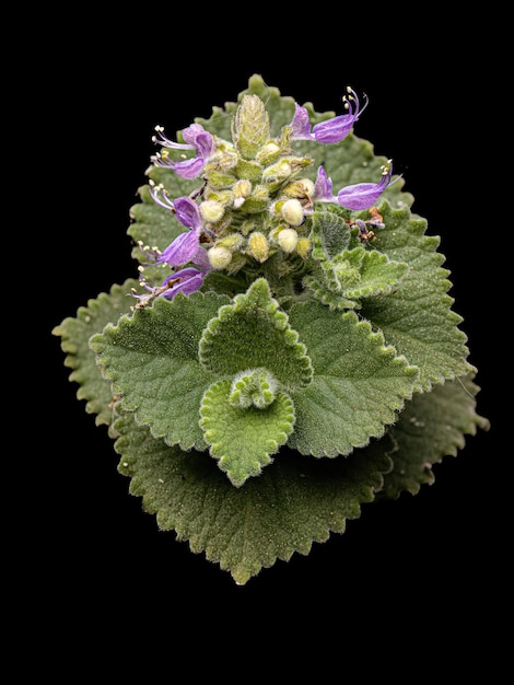 Fleur de bourrache indienne