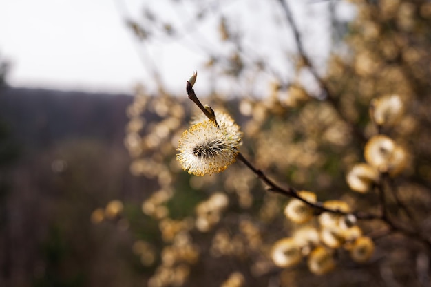 Une fleur sur une branche avec un fond bleu