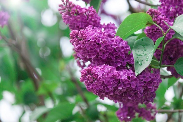 Fleur de branche pourpre lilas, printemps, fond d'été