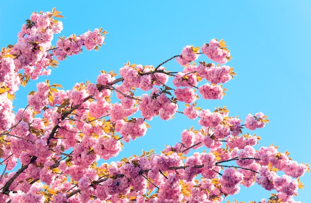 Fleur de brindille de cerisier japonais rose macro sur ciel bleu