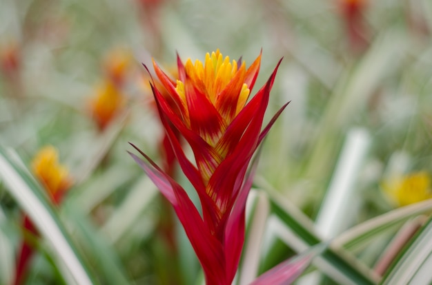 Fleur de broméliacées colorées