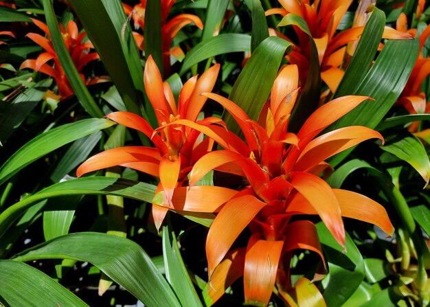 Fleur de broméliacées en fleurs dans le jardin