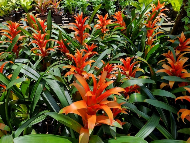 Fleur de broméliacées en fleurs dans le jardin