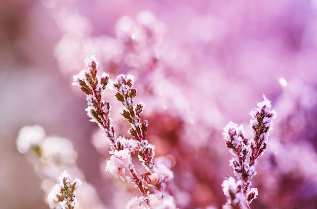 Fleur de bruyère congelée image macro de fond d'hiver vintage floral