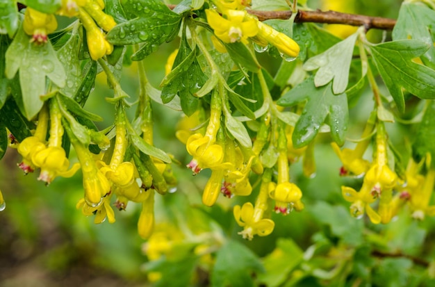 Fleur de buisson de cassis