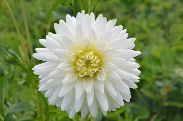 Fleur de cactus Dahlia dans le jardin gros plan Dahlia aux pétales blanc crème