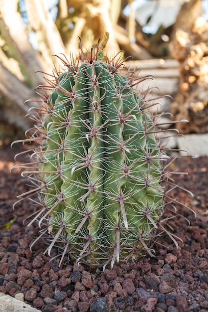 Une fleur de cactus dans des conditions naturelles. Sacculents. Fermer