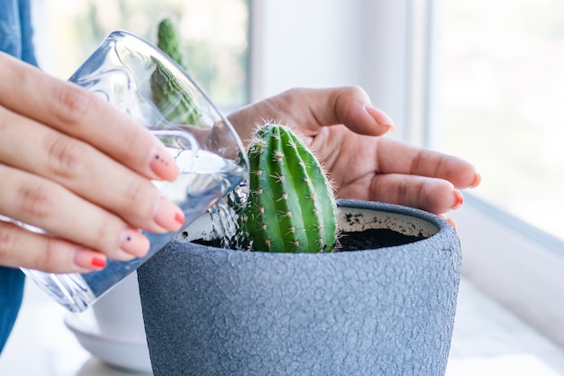 Fleur de cactus dans le pot sur le tableau blanc et fond clair. Plantes à la maison et concept d'intérieur. Les cactus sont replantés d'un pot de fleur dans un autre et arrosés.