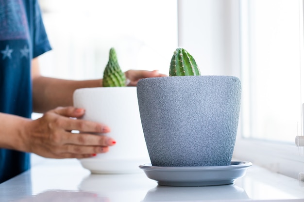 Fleur de cactus dans le pot sur le tableau blanc et fond clair. Plantes à la maison et concept d'intérieur. Les cactus sont replantés d'un pot de fleur dans un autre.