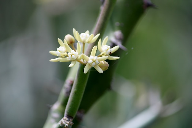 Une fleur de cactus épineuse qui pousse dans le désert