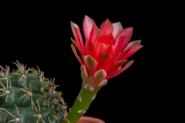Photo fleur de cactus en fleur gymnocalycium baldianum rouge