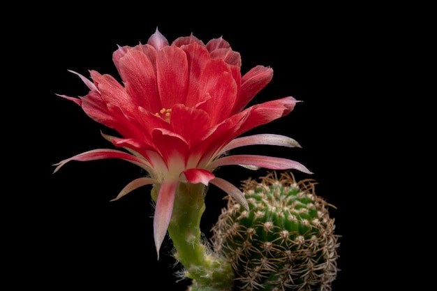 Fleur de cactus en fleurs Lobivia Hybrid Red Color