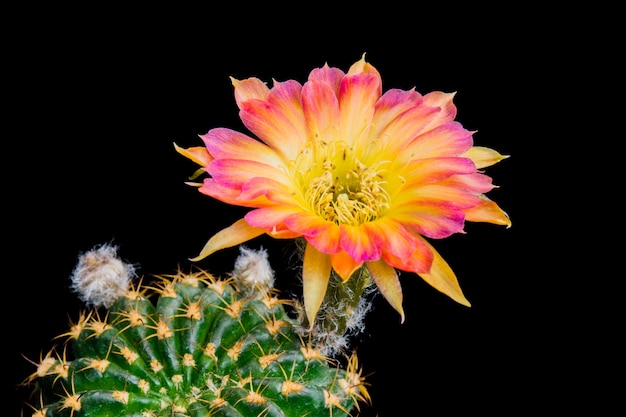 Fleur de cactus en fleurs Lobivia hybride bicolore