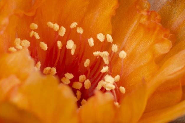 Fleur de cactus en fleurs Lobivia hybride de couleur orange