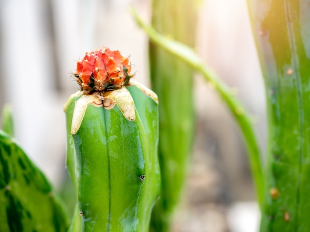 Fleur de cactus. Gros plan cactus vert avec fleur rouge sur le dessus.